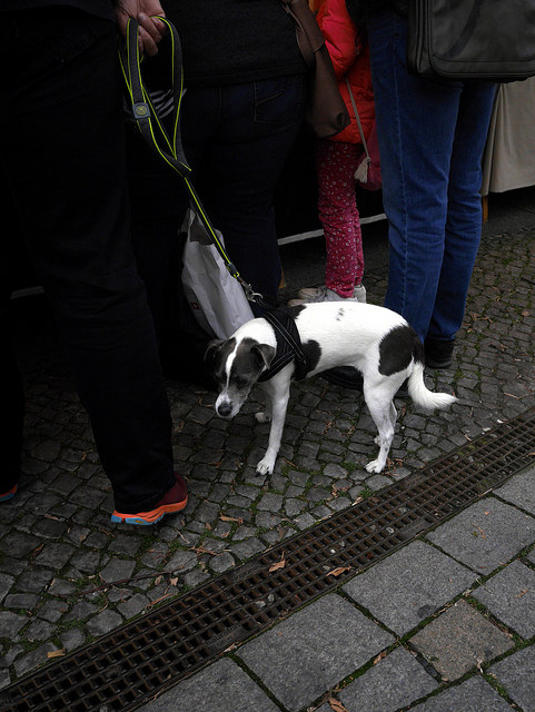 Rosenthaler Straße - Der Hund